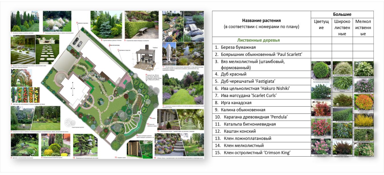 Classification of plants from the point of view of a landscape designer. Part 1
