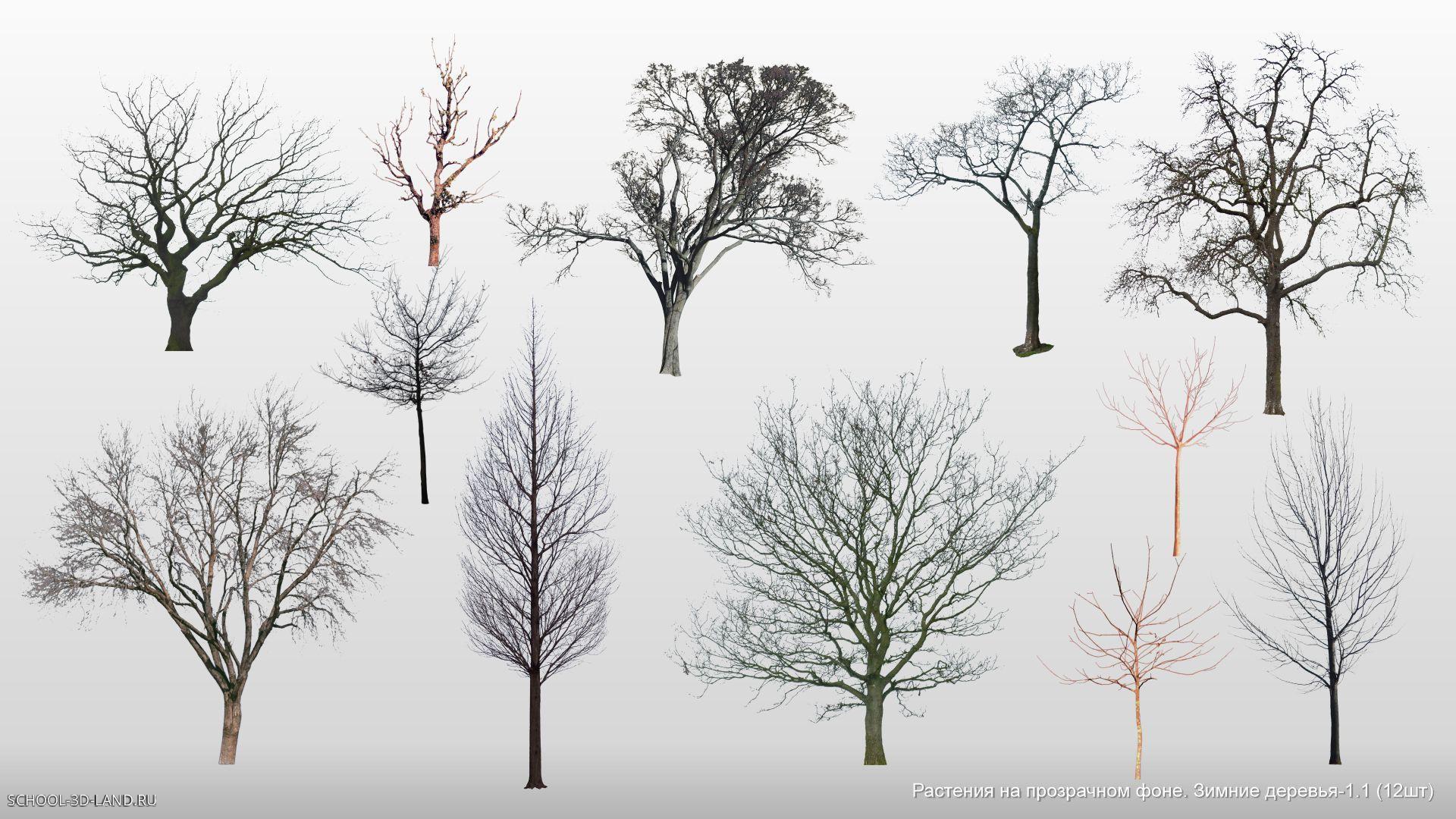 Растения на прозрачном фоне. Зимние деревья. Сборник 1.1 (12шт)