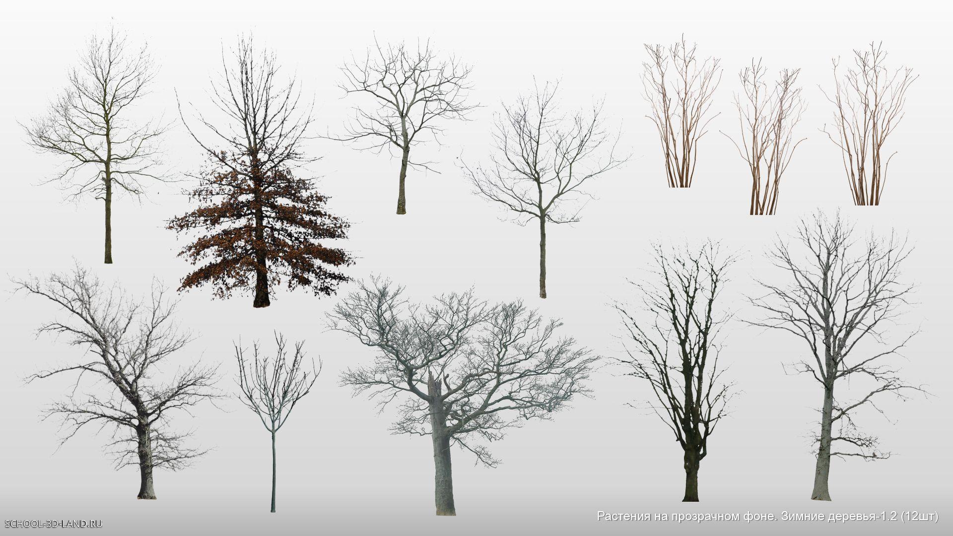 Растения на прозрачном фоне. Зимние деревья. Сборник 1.2 (12шт)