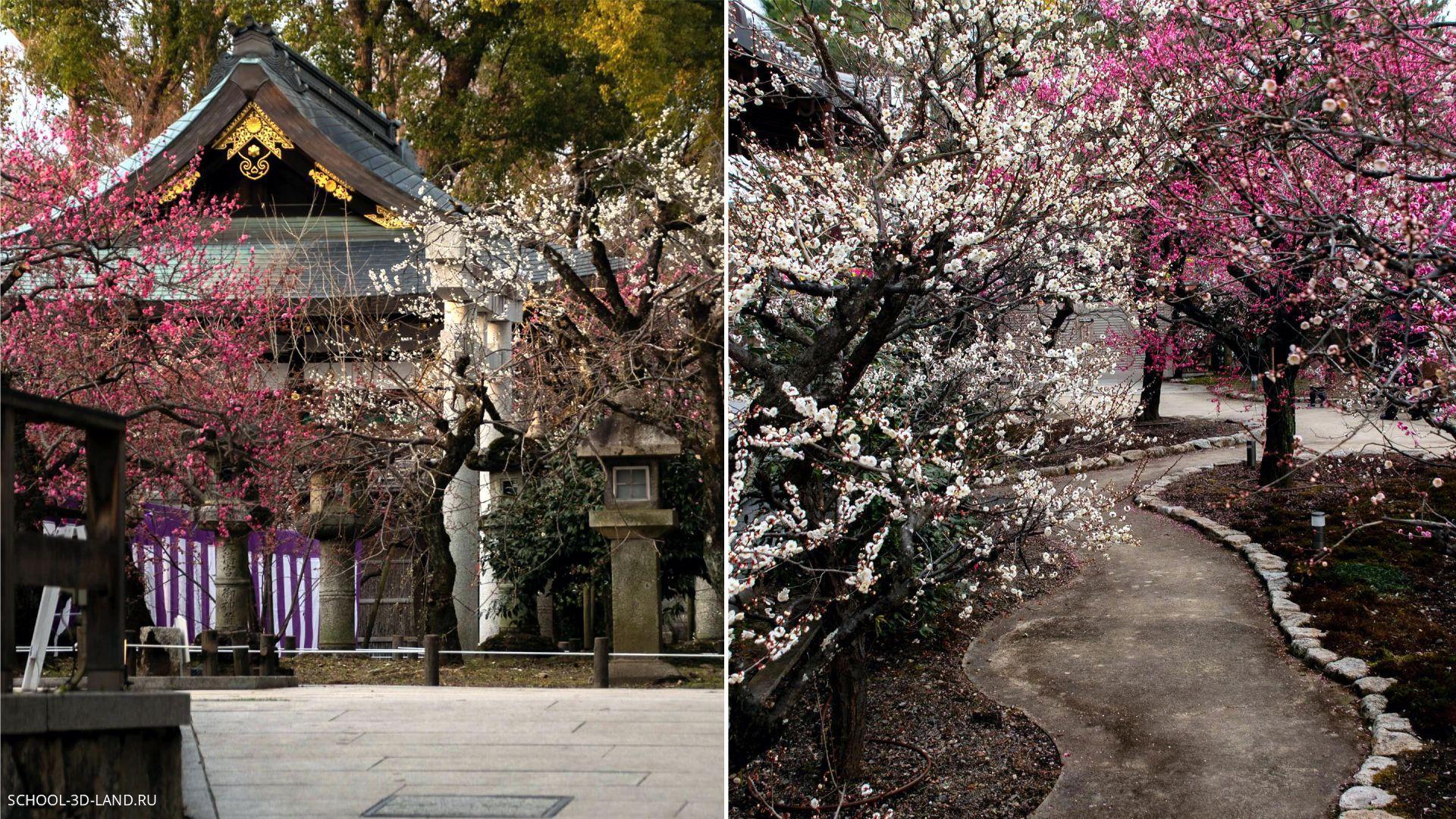 Подробнее о статье Тропа цветения сливы в святилище Kitano Tenmangu
